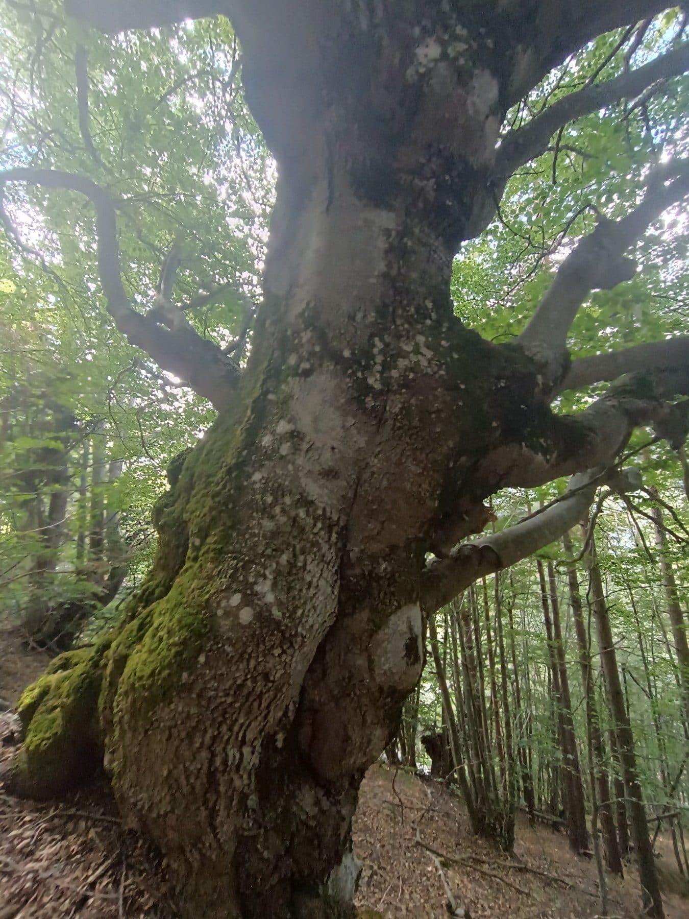 A centuries-old beech in the forest