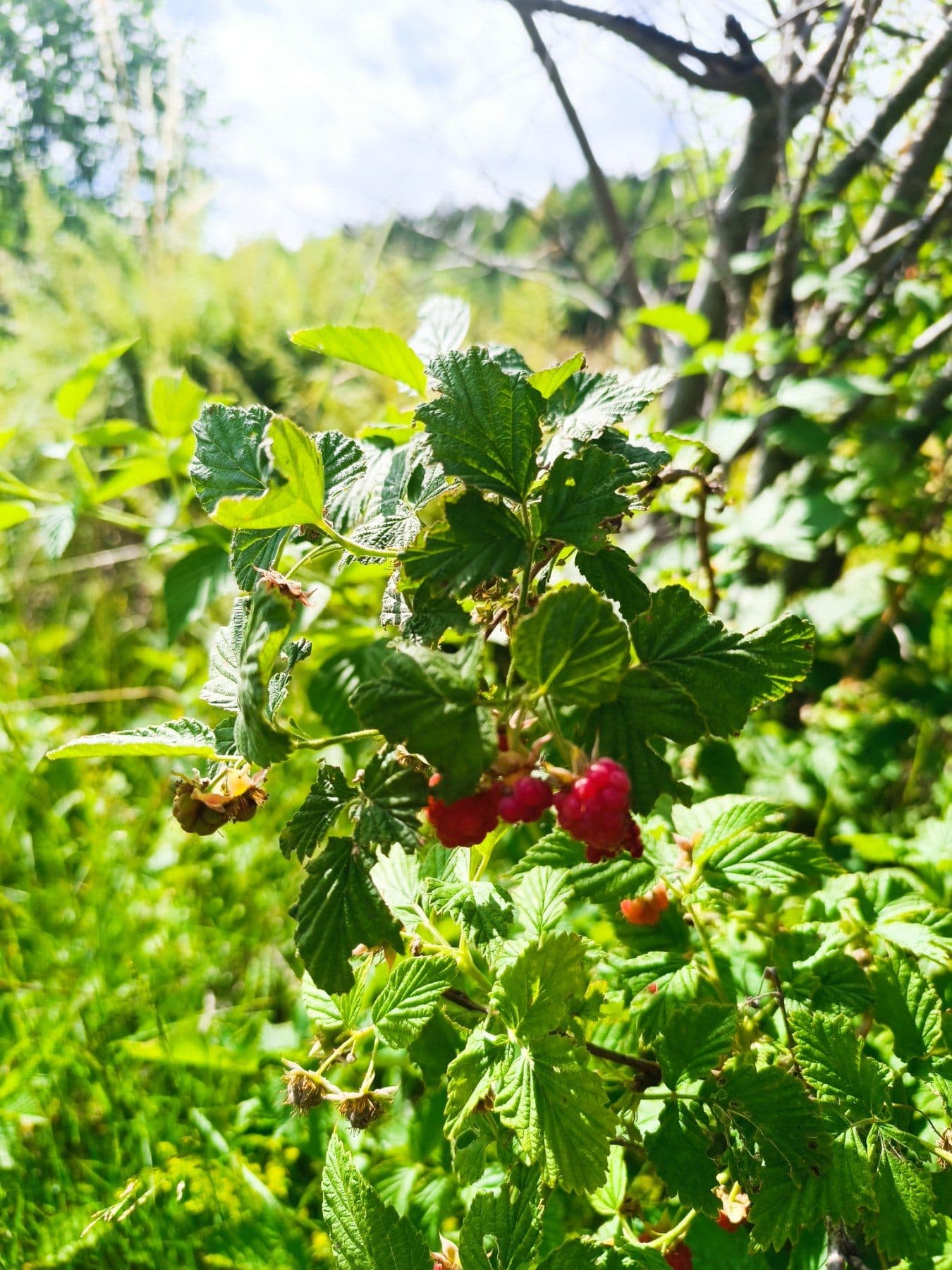 The Best Time to Visit the Rhodope Mountains: A Season-by-Season Guide